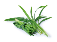 Top những cây trồng trong nhà không cần ánh sáng được yêu thích nhất