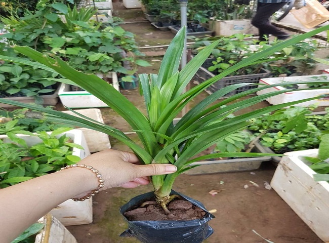 C&aacute;c c&acirc;y trồng trong nh&agrave; kh&ocirc;ng cần &aacute;nh s&aacute;ng