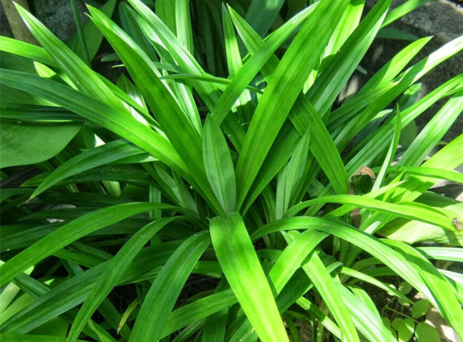 Những loại c&acirc;y trồng trong nh&agrave; bếp hợp phong thủy